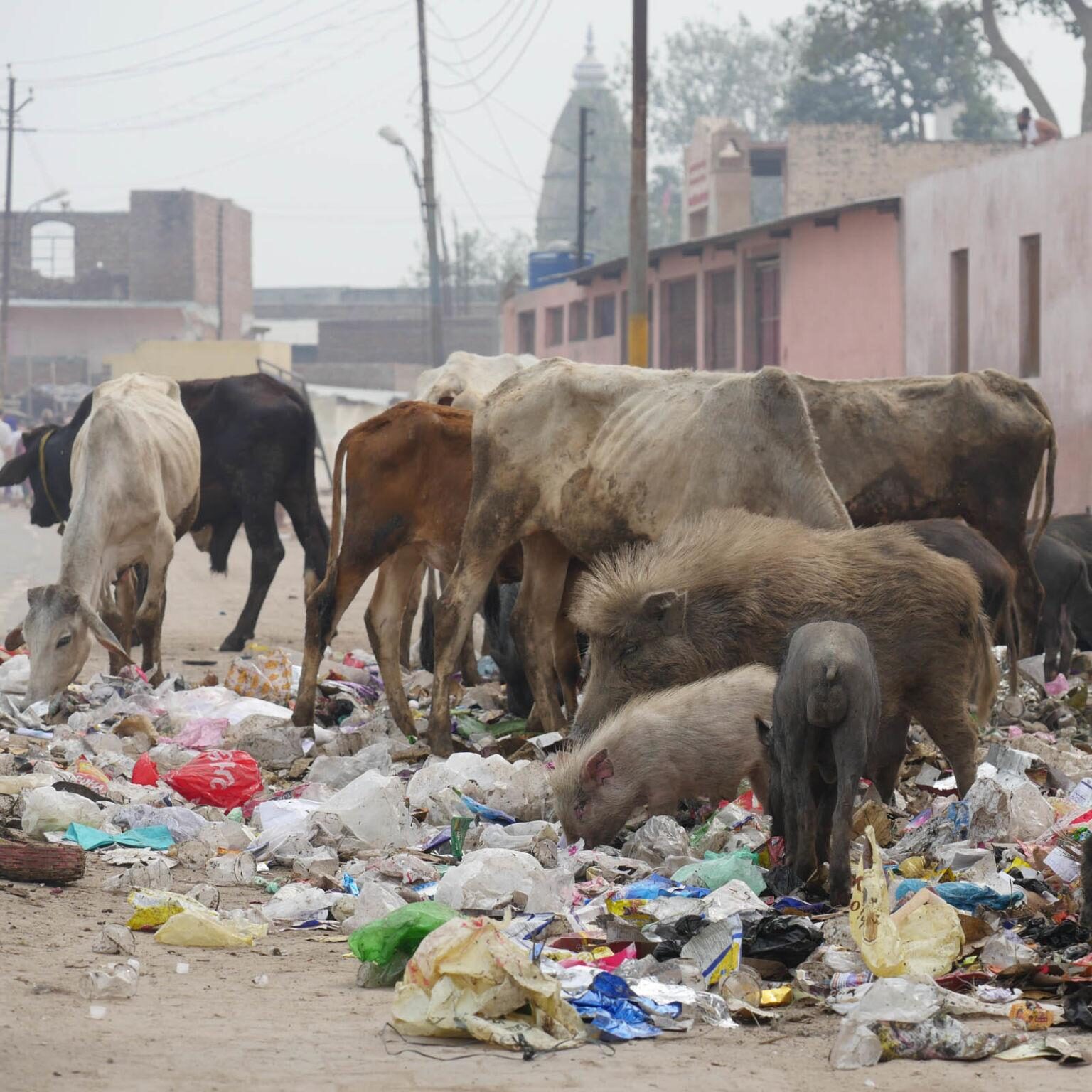 Chaara Car
Youth Network Foundation