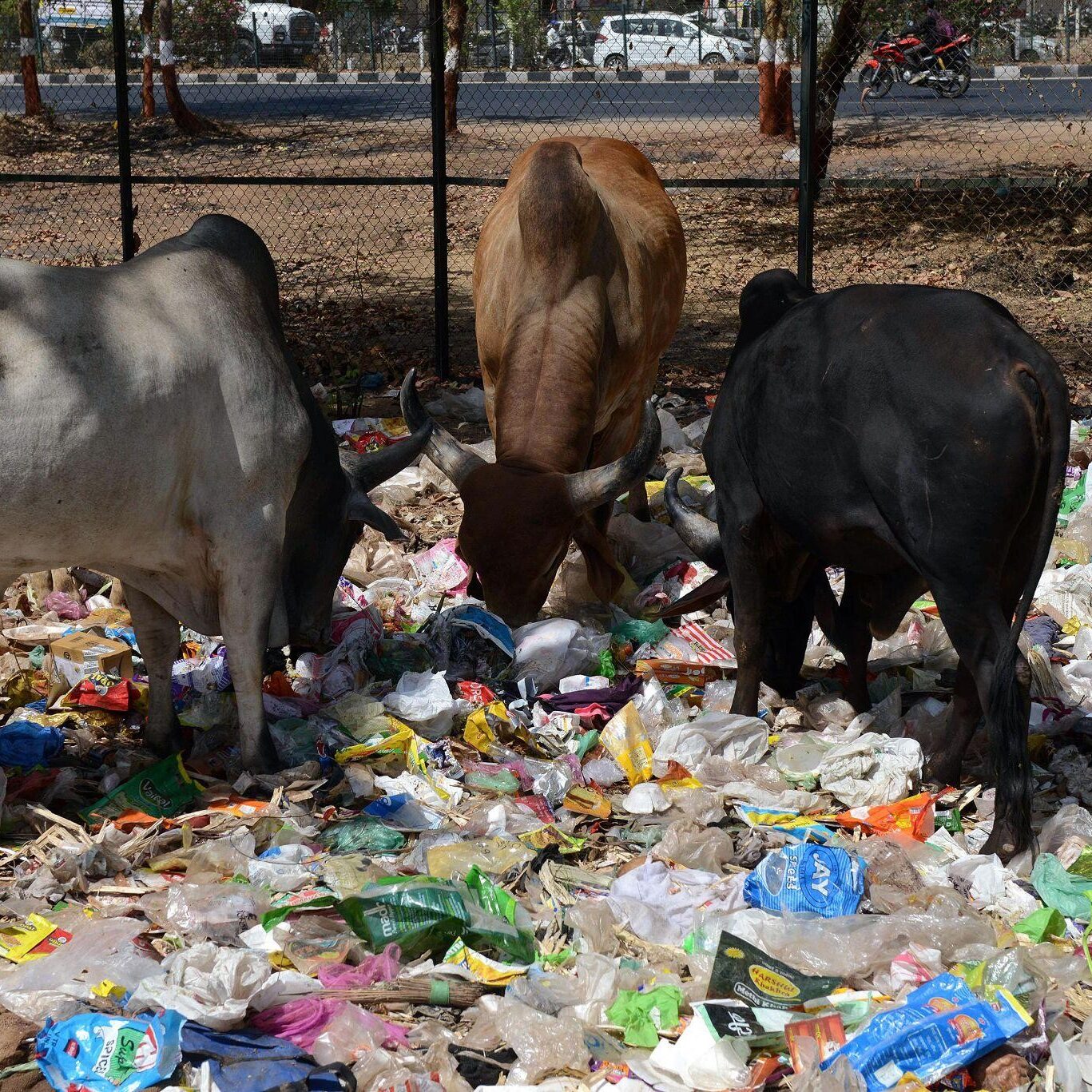 Chaara Car
Youth Network Foundation